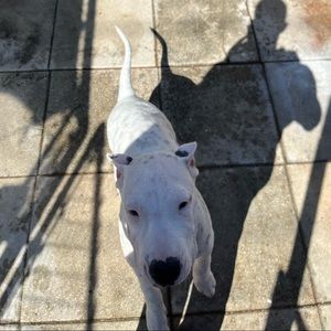 Meet your Posher, Dayan